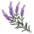 Levendula